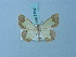  (Zamarada incompta - BC ZSM Lep 74841)  @11 [ ] CreativeCommons - Attribution Non-Commercial Share-Alike (2015) Axel Hausmann/Bavarian State Collection of Zoology (ZSM) SNSB, Zoologische Staatssammlung Muenchen