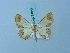  (Zamarada serrula - BC ZSM Lep 74842)  @11 [ ] CreativeCommons - Attribution Non-Commercial Share-Alike (2015) Axel Hausmann/Bavarian State Collection of Zoology (ZSM) SNSB, Zoologische Staatssammlung Muenchen