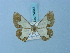  (Zamarada disparata - BC ZSM Lep 74843)  @11 [ ] CreativeCommons - Attribution Non-Commercial Share-Alike (2015) Axel Hausmann/Bavarian State Collection of Zoology (ZSM) SNSB, Zoologische Staatssammlung Muenchen
