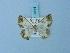  (Zamarada fibulata - BC ZSM Lep 74844)  @11 [ ] CreativeCommons - Attribution Non-Commercial Share-Alike (2015) Axel Hausmann/Bavarian State Collection of Zoology (ZSM) SNSB, Zoologische Staatssammlung Muenchen