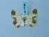  ( - BC ZSM Lep 74845)  @11 [ ] CreativeCommons - Attribution Non-Commercial Share-Alike (2015) Axel Hausmann/Bavarian State Collection of Zoology (ZSM) SNSB, Zoologische Staatssammlung Muenchen