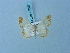  ( - BC ZSM Lep 74847)  @11 [ ] CreativeCommons - Attribution Non-Commercial Share-Alike (2015) Axel Hausmann/Bavarian State Collection of Zoology (ZSM) SNSB, Zoologische Staatssammlung Muenchen