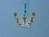  ( - BC ZSM Lep 74848)  @11 [ ] CreativeCommons - Attribution Non-Commercial Share-Alike (2015) Axel Hausmann/Bavarian State Collection of Zoology (ZSM) SNSB, Zoologische Staatssammlung Muenchen