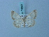  (Zamarada densisparsa - BC ZSM Lep 74849)  @11 [ ] CreativeCommons - Attribution Non-Commercial Share-Alike (2015) Axel Hausmann/Bavarian State Collection of Zoology (ZSM) SNSB, Zoologische Staatssammlung Muenchen