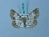  ( - BC ZSM Lep 74850)  @11 [ ] CreativeCommons - Attribution Non-Commercial Share-Alike (2015) Axel Hausmann/Bavarian State Collection of Zoology (ZSM) SNSB, Zoologische Staatssammlung Muenchen