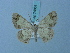  (Zamarada euerces - BC ZSM Lep 74851)  @11 [ ] CreativeCommons - Attribution Non-Commercial Share-Alike (2015) Axel Hausmann/Bavarian State Collection of Zoology (ZSM) SNSB, Zoologische Staatssammlung Muenchen