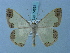  (Zamarada enippe - BC ZSM Lep 74853)  @11 [ ] CreativeCommons - Attribution Non-Commercial Share-Alike (2015) Axel Hausmann/Bavarian State Collection of Zoology (ZSM) SNSB, Zoologische Staatssammlung Muenchen