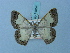  ( - BC ZSM Lep 74854)  @11 [ ] CreativeCommons - Attribution Non-Commercial Share-Alike (2015) Axel Hausmann/Bavarian State Collection of Zoology (ZSM) SNSB, Zoologische Staatssammlung Muenchen