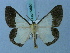  ( - BC ZSM Lep 74856)  @11 [ ] CreativeCommons - Attribution Non-Commercial Share-Alike (2015) Axel Hausmann/Bavarian State Collection of Zoology (ZSM) SNSB, Zoologische Staatssammlung Muenchen