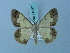  (Zamarada consummata - BC ZSM Lep 74857)  @11 [ ] CreativeCommons - Attribution Non-Commercial Share-Alike (2015) Axel Hausmann/Bavarian State Collection of Zoology (ZSM) SNSB, Zoologische Staatssammlung Muenchen