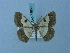  ( - BC ZSM Lep 74858)  @11 [ ] CreativeCommons - Attribution Non-Commercial Share-Alike (2015) Axel Hausmann/Bavarian State Collection of Zoology (ZSM) SNSB, Zoologische Staatssammlung Muenchen