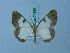  ( - BC ZSM Lep 74860)  @11 [ ] CreativeCommons - Attribution Non-Commercial Share-Alike (2015) Axel Hausmann/Bavarian State Collection of Zoology (ZSM) SNSB, Zoologische Staatssammlung Muenchen