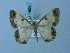  ( - BC ZSM Lep 74862)  @14 [ ] CreativeCommons - Attribution Non-Commercial Share-Alike (2015) Axel Hausmann/Bavarian State Collection of Zoology (ZSM) SNSB, Zoologische Staatssammlung Muenchen