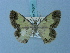  (Zamarada triangularis - BC ZSM Lep 74863)  @11 [ ] CreativeCommons - Attribution Non-Commercial Share-Alike (2015) Axel Hausmann/Bavarian State Collection of Zoology (ZSM) SNSB, Zoologische Staatssammlung Muenchen