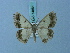  (Zamarada toulgoeti - BC ZSM Lep 74864)  @14 [ ] CreativeCommons - Attribution Non-Commercial Share-Alike (2015) Axel Hausmann/Bavarian State Collection of Zoology (ZSM) SNSB, Zoologische Staatssammlung Muenchen