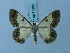  ( - BC ZSM Lep 74865)  @11 [ ] CreativeCommons - Attribution Non-Commercial Share-Alike (2015) Axel Hausmann/Bavarian State Collection of Zoology (ZSM) SNSB, Zoologische Staatssammlung Muenchen