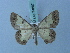  (Zamarada mimesis - BC ZSM Lep 74867)  @13 [ ] CreativeCommons - Attribution Non-Commercial Share-Alike (2015) Axel Hausmann/Bavarian State Collection of Zoology (ZSM) SNSB, Zoologische Staatssammlung Muenchen