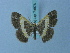  (Peratophyga trigonata - BC ZSM Lep 74876)  @11 [ ] CreativeCommons - Attribution Non-Commercial Share-Alike (2015) Axel Hausmann/Bavarian State Collection of Zoology (ZSM) SNSB, Zoologische Staatssammlung Muenchen