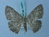 (Peratophyga sobrina - BC ZSM Lep 74877)  @11 [ ] CreativeCommons - Attribution Non-Commercial Share-Alike (2015) Axel Hausmann/Bavarian State Collection of Zoology (ZSM) SNSB, Zoologische Staatssammlung Muenchen
