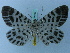  ( - BC ZSM Lep 74889)  @13 [ ] CreativeCommons - Attribution Non-Commercial Share-Alike (2015) Axel Hausmann/Bavarian State Collection of Zoology (ZSM) SNSB, Zoologische Staatssammlung Muenchen