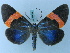  (Milionia pulchrinervis - BC ZSM Lep 74894)  @14 [ ] CreativeCommons - Attribution Non-Commercial Share-Alike (2015) Axel Hausmann/Bavarian State Collection of Zoology (ZSM) SNSB, Zoologische Staatssammlung Muenchen
