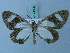  ( - BC ZSM Lep 74896)  @11 [ ] CreativeCommons - Attribution Non-Commercial Share-Alike (2015) Axel Hausmann/Bavarian State Collection of Zoology (ZSM) SNSB, Zoologische Staatssammlung Muenchen