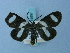  ( - BC ZSM Lep 74897)  @11 [ ] CreativeCommons - Attribution Non-Commercial Share-Alike (2015) Axel Hausmann/Bavarian State Collection of Zoology (ZSM) SNSB, Zoologische Staatssammlung Muenchen