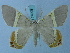  (Phrygionis dominica - BC ZSM Lep 74908)  @11 [ ] CreativeCommons - Attribution Non-Commercial Share-Alike (2015) Axel Hausmann/Bavarian State Collection of Zoology (ZSM) SNSB, Zoologische Staatssammlung Muenchen