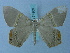  (Phrygionis cruorata - BC ZSM Lep 74909)  @11 [ ] CreativeCommons - Attribution Non-Commercial Share-Alike (2015) Axel Hausmann/Bavarian State Collection of Zoology (ZSM) SNSB, Zoologische Staatssammlung Muenchen