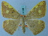  ( - BC ZSM Lep 74918)  @11 [ ] CreativeCommons - Attribution Non-Commercial Share-Alike (2015) Axel Hausmann/Bavarian State Collection of Zoology (ZSM) SNSB, Zoologische Staatssammlung Muenchen