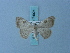  (Parargyrotome melae - BC ZSM Lep 74924)  @11 [ ] CreativeCommons - Attribution Non-Commercial Share-Alike (2015) Axel Hausmann/Bavarian State Collection of Zoology (ZSM) SNSB, Zoologische Staatssammlung Muenchen