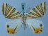 ( - BC ZSM Lep 74939)  @13 [ ] CreativeCommons - Attribution Non-Commercial Share-Alike (2015) Axel Hausmann/Bavarian State Collection of Zoology (ZSM) SNSB, Zoologische Staatssammlung Muenchen