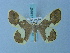  ( - BC ZSM Lep 74947)  @12 [ ] CreativeCommons - Attribution Non-Commercial Share-Alike (2015) Axel Hausmann/Bavarian State Collection of Zoology (ZSM) SNSB, Zoologische Staatssammlung Muenchen