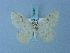  ( - BC ZSM Lep 74948)  @11 [ ] CreativeCommons - Attribution Non-Commercial Share-Alike (2015) Axel Hausmann/Bavarian State Collection of Zoology (ZSM) SNSB, Zoologische Staatssammlung Muenchen