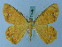  ( - BC ZSM Lep 74949)  @11 [ ] CreativeCommons - Attribution Non-Commercial Share-Alike (2015) Axel Hausmann/Bavarian State Collection of Zoology (ZSM) SNSB, Zoologische Staatssammlung Muenchen