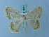  ( - BC ZSM Lep 74952)  @11 [ ] CreativeCommons - Attribution Non-Commercial Share-Alike (2015) Axel Hausmann/Bavarian State Collection of Zoology (ZSM) SNSB, Zoologische Staatssammlung Muenchen