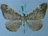  ( - BC ZSM Lep 74957)  @11 [ ] CreativeCommons - Attribution Non-Commercial Share-Alike (2015) Axel Hausmann/Bavarian State Collection of Zoology (ZSM) SNSB, Zoologische Staatssammlung Muenchen