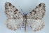 (Macaria wauaria - BC NP 0396)  @14 [ ] Copyright (2010) Unspecified Research Collection of Norbert Poell