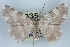  (Gnophos NP01Ir - BC NP 0398)  @14 [ ] Copyright (2010) Unspecified Research Collection of Norbert Poell
