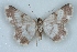  ( - BC NP 0398)  @13 [ ] Copyright (2010) Unspecified Research Collection of Norbert Poell
