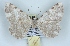  ( - BC NP 0399)  @14 [ ] Copyright (2010) Unspecified Research Collection of Norbert Poell