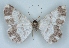  ( - BC NP 0399)  @13 [ ] Copyright (2010) Unspecified Research Collection of Norbert Poell