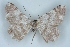  ( - BC NP 0400)  @14 [ ] Copyright (2010) Unspecified Research Collection of Norbert Poell
