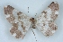  (Gnophos NP02Ir - BC NP 0400)  @14 [ ] Copyright (2010) Unspecified Research Collection of Norbert Poell
