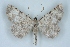  (Gnophos NP03Ir - BC NP 0401)  @14 [ ] Copyright (2010) Unspecified Research Collection of Norbert Poell