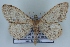  (Brachyglossina hispanaria - BC NP 0416)  @14 [ ] Copyright (2010) Unspecified Research Collection of Norbert Poell