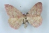  (Rhodostrophia cretacaria - BC NP 0417)  @13 [ ] Copyright (2010) Unspecified Research Collection of Norbert Poell