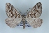  (Scotopteryx proximaria - BC NP 0421)  @14 [ ] Copyright (2010) Unspecified Research Collection of Norbert Poell