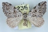  (Aplocera corsalta - BC NP 0427)  @15 [ ] Copyright (2010) Unspecified Research Collection of Norbert Poell