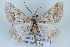  ( - BC NP 0431)  @14 [ ] Copyright (2010) Unspecified Research Collection of Norbert Poell